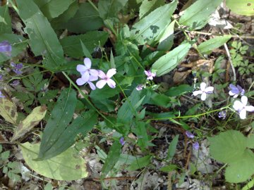 Hesperis matronalis